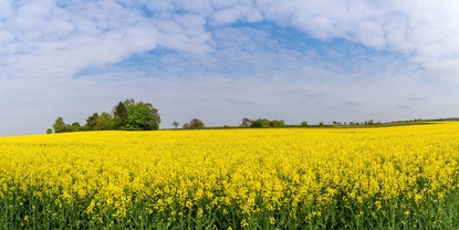 Biodiesel production plant surrounded by corn crops