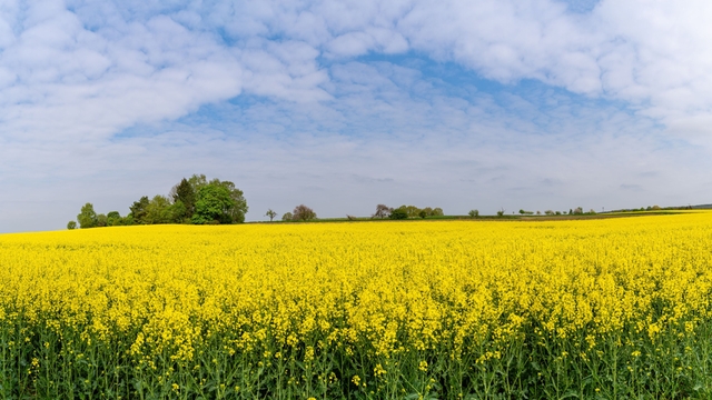 Rapeseed field used as a renewable feedstock for biodiesel production.