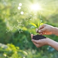 Hands holding a young plant in soil, symbolizing biochemical production from renewable feedstocks