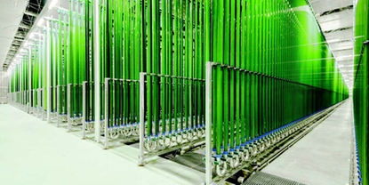 在光合生物反应器中进行工业化水藻养殖