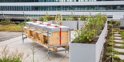 Bee colonies on the roof of Endress+Hauser Flow in Reinach